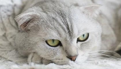 kaiyun官方入口登录-利物浦在足总杯中止步四分之一决赛，利物浦足总杯夺冠历史