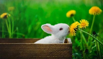 开云网页版登录入口-欧洲足坛转会新风向：超级巨星纷纷加盟豪门，欧洲足坛转会汇总