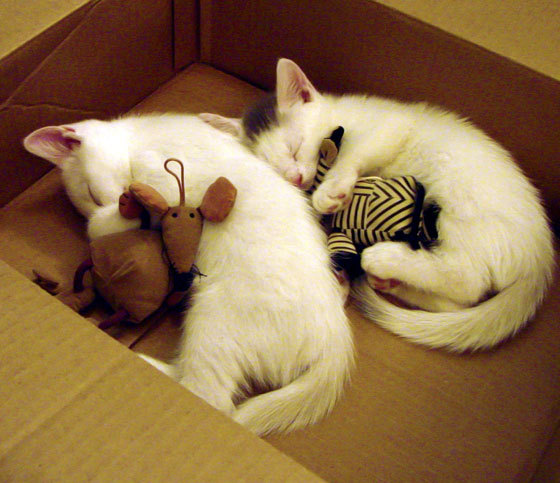 Dota 2 赛事直播技术创新升级，dota2 直播平台