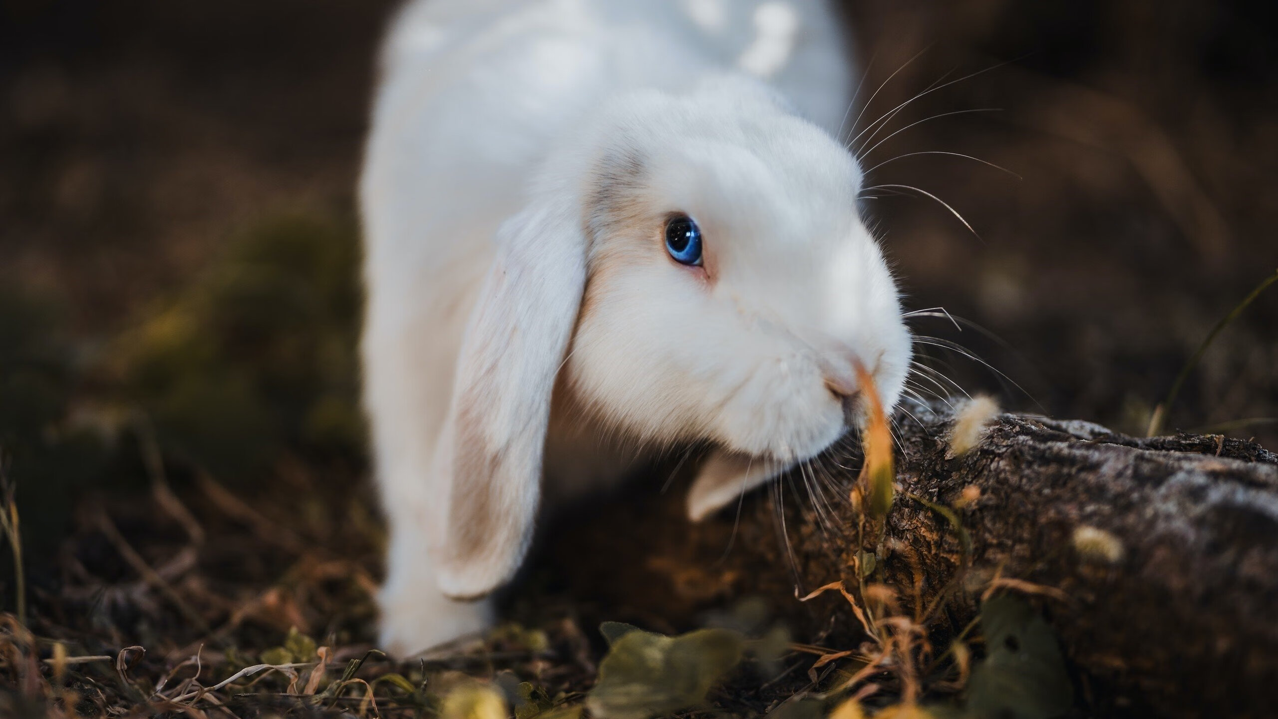 Dota 2 战队教练团队重组效果显著,dota2各战队教练