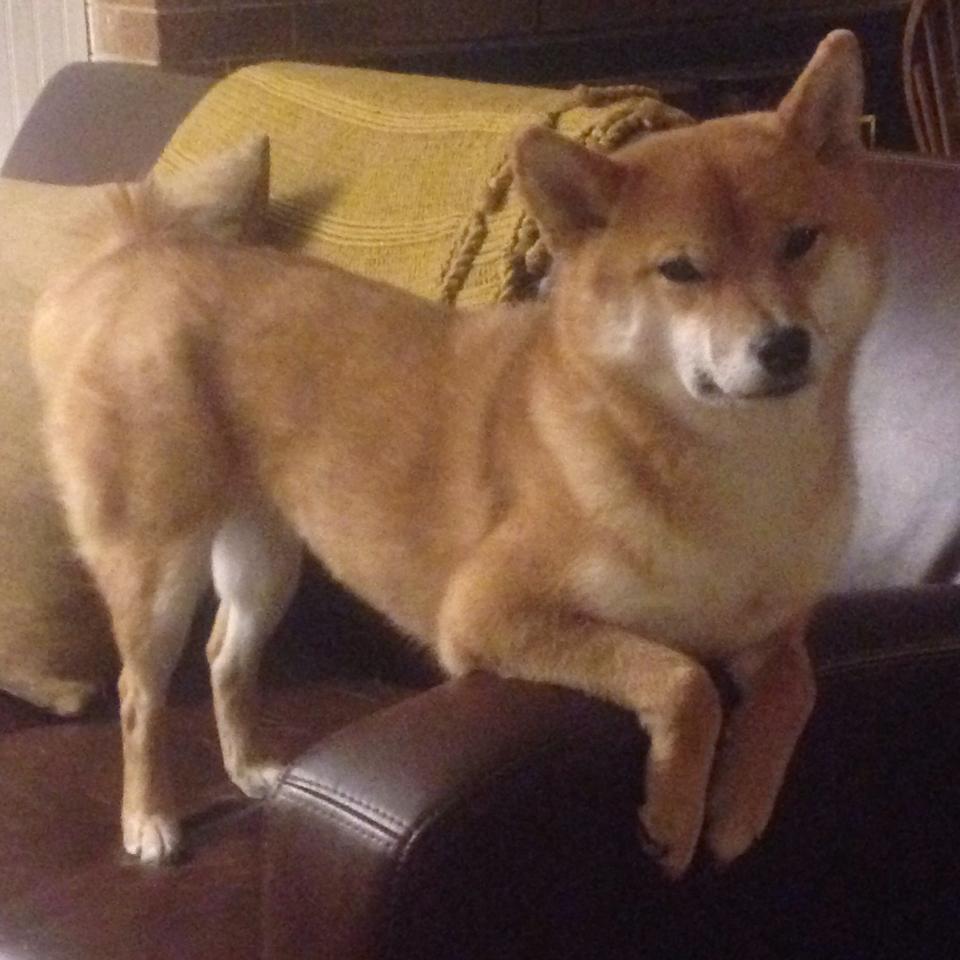 NBA官方宣布年度最佳防守球员，谁是最大黑马？，nba年度最佳防守阵容公布