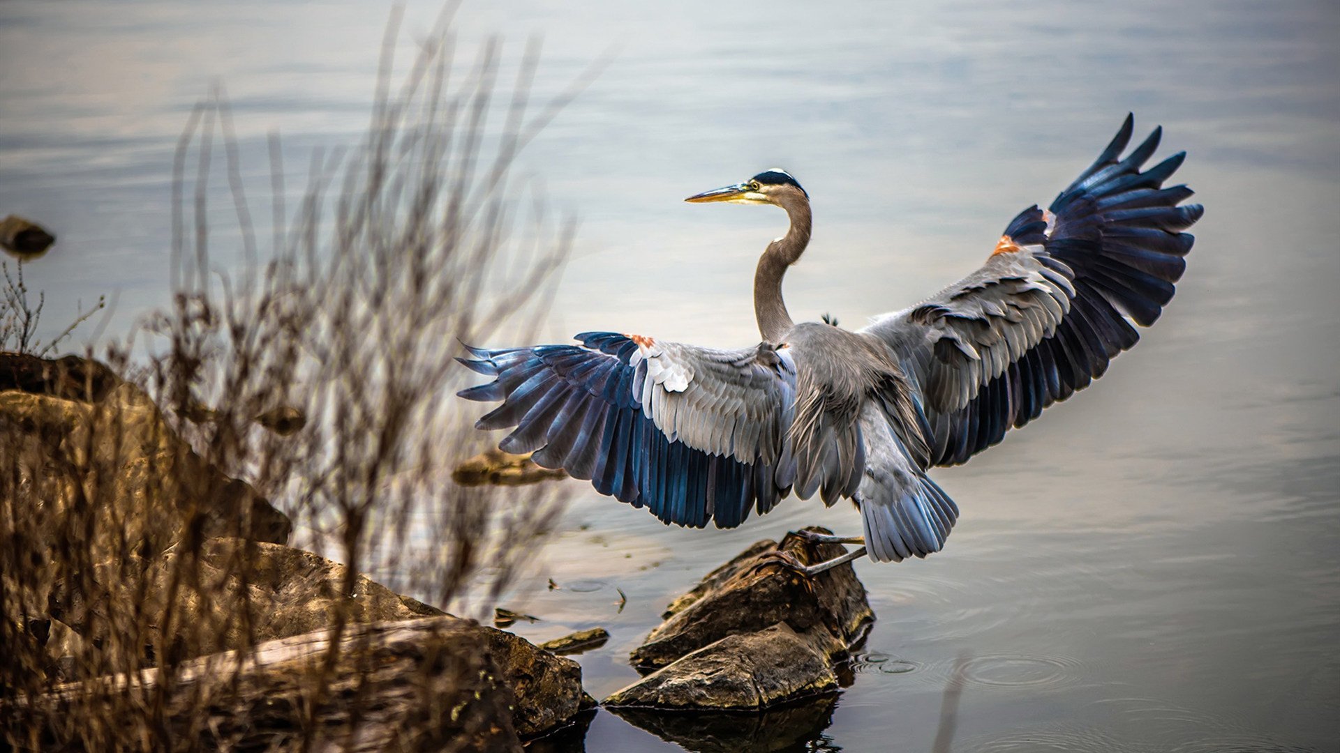 _鹈鹕队潜力无限，目标直指季后赛_，鹈鹕队专区