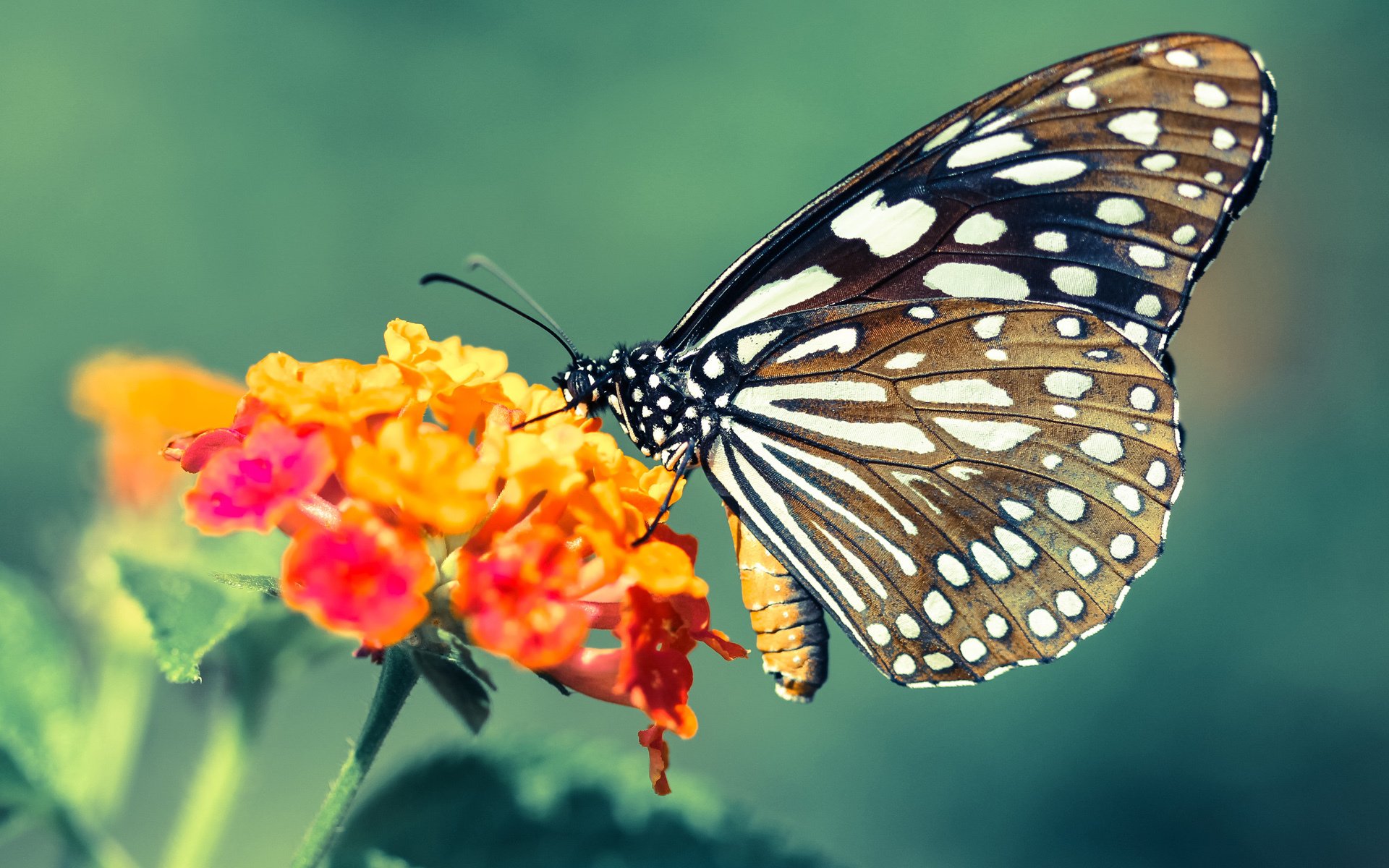 Kaiyun APP-_魔术队耐心磨合，迎战强敌迎来突破_，魔术队介绍