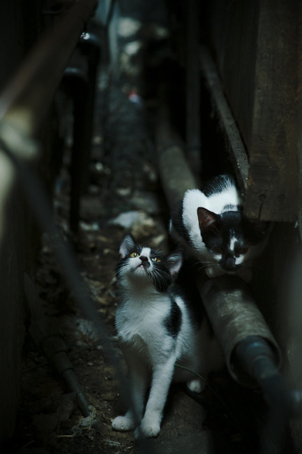 开云官网APP下载-业界专家畅谈电竞未来：从技术、内容到生态的全方位思考，电竞行业的现状和未来的发展的趋势