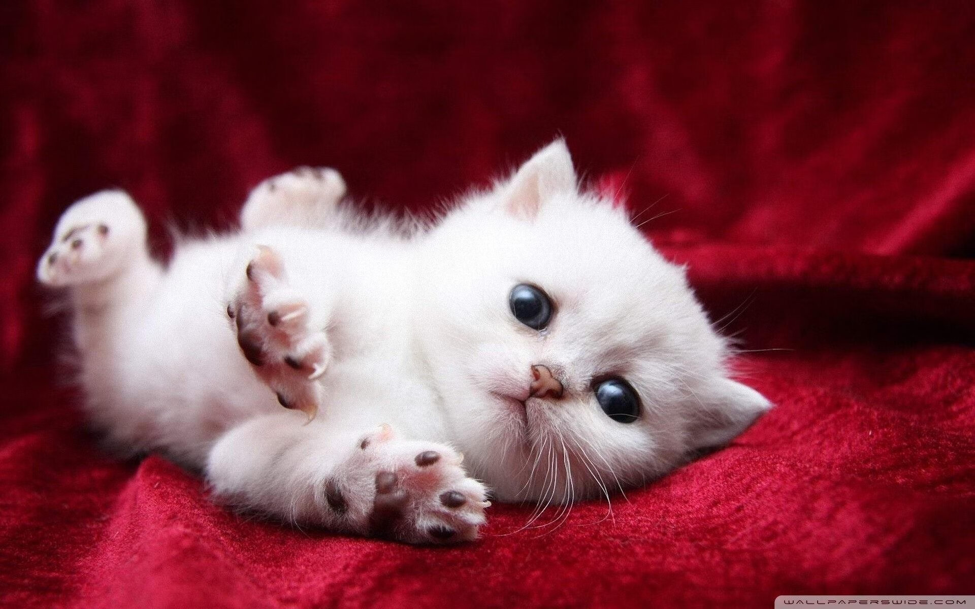 广州德比再次上演申花胜出,广州德比集锦