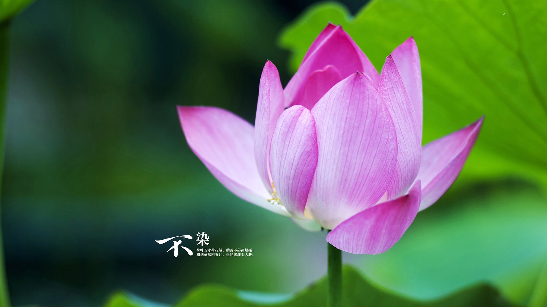 拜仁锋线新星持续发光,成为欧洲最具潜力的年轻球员,拜仁横扫欧洲