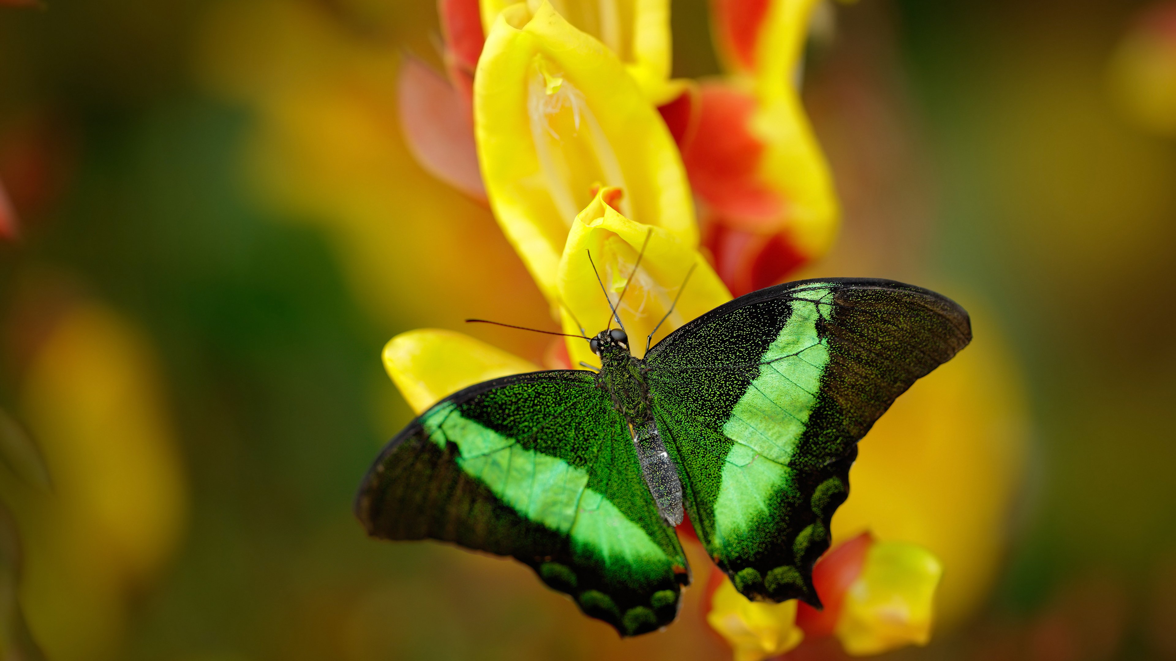 科技助力：新兴科技在篮球比赛中的最新应用，篮球黑科技
