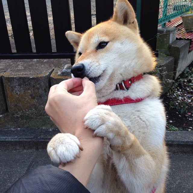 福登续约曼城，未来可期，福登参加欧洲杯了吗