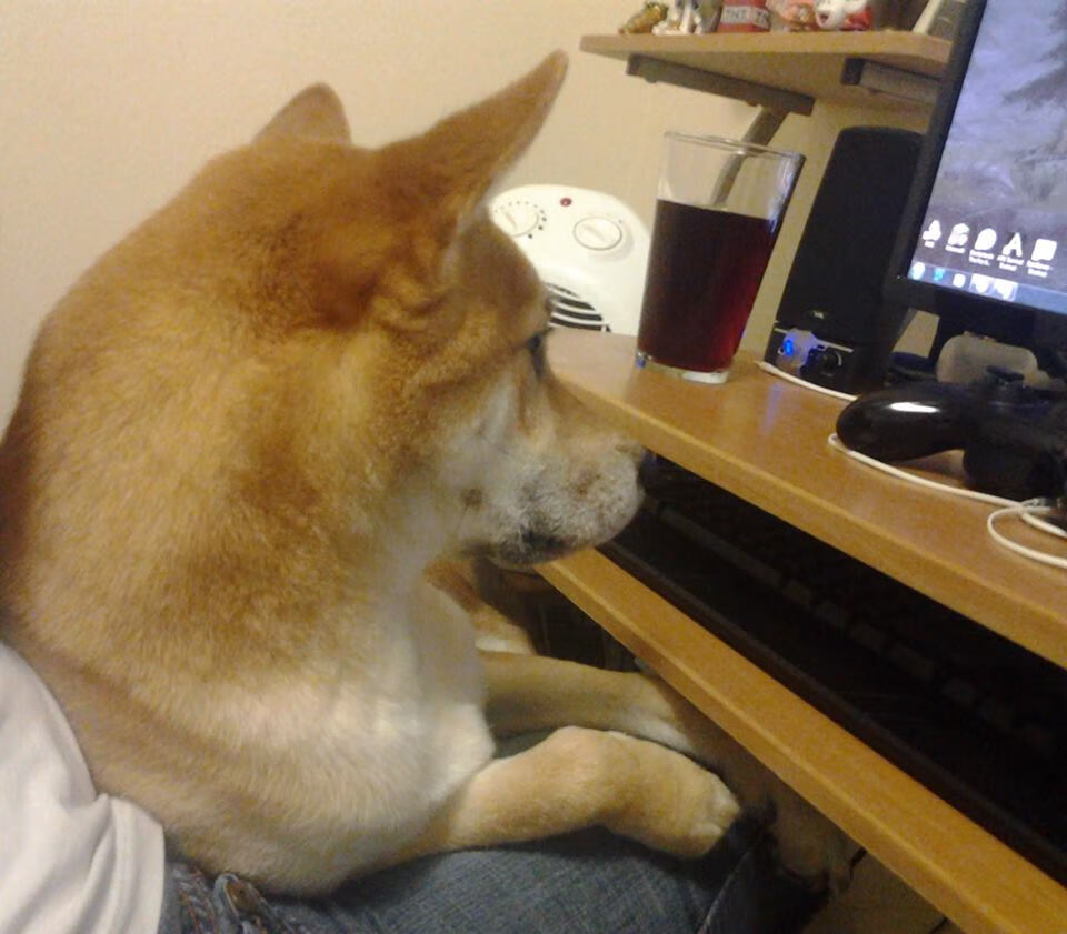 舞龙舞狮大赛：传统文化的活力呈现