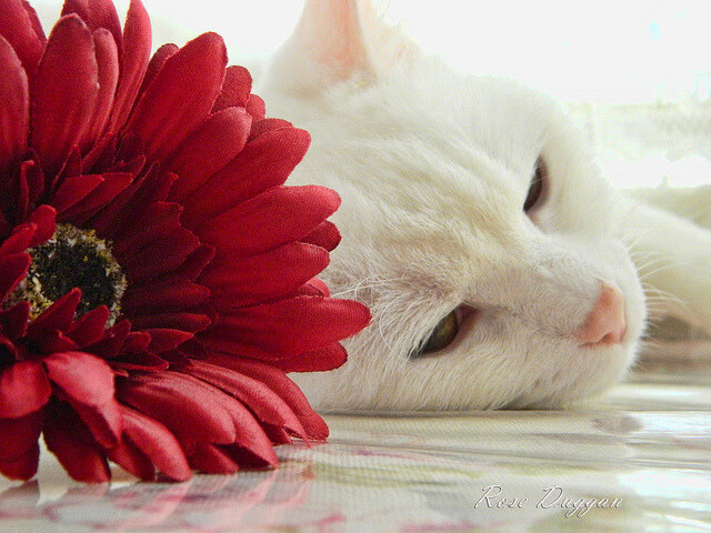 青少年足球裁判员“培训+实战”一体化,行业素质显著提升,足球裁判员培训班