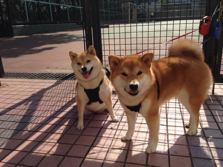 RNG战队加强比赛前赛后体能调节，rng站队