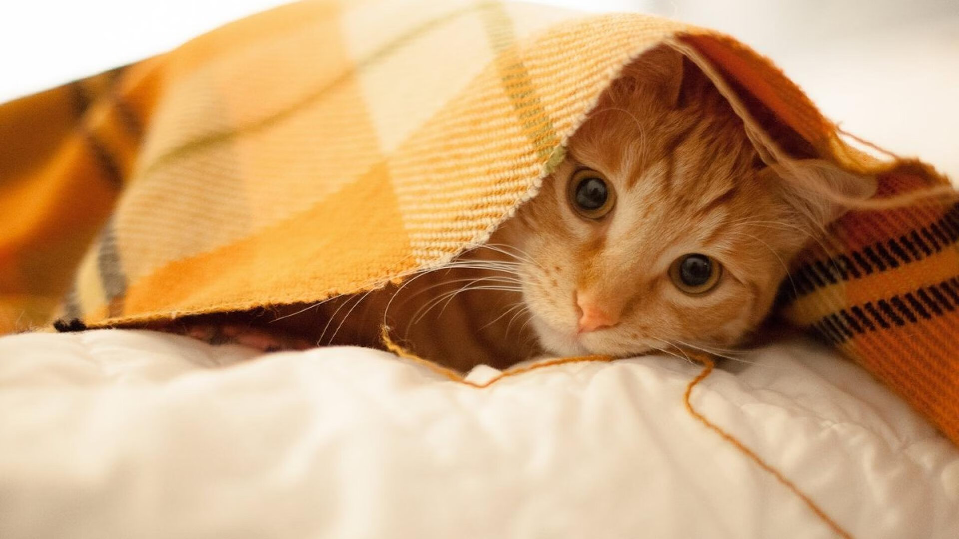 RNG战队加强比赛前赛后体能调节，rng站队