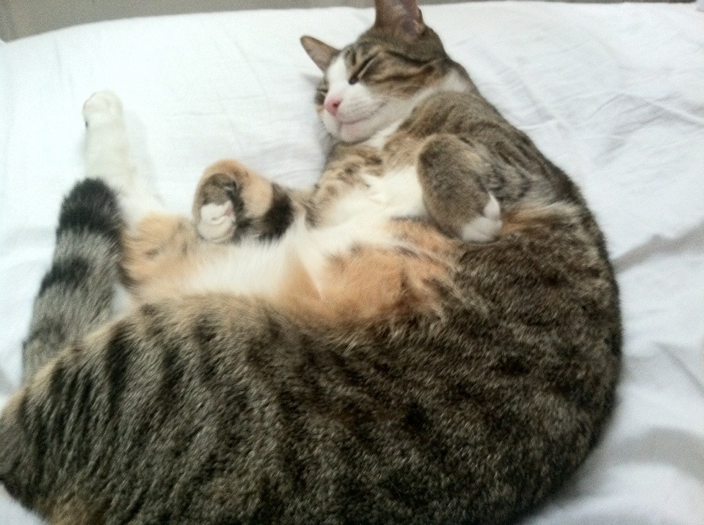 开云·体育官网-利物浦新援正式加盟球队，或改善中场实力，利物浦新赛季引援