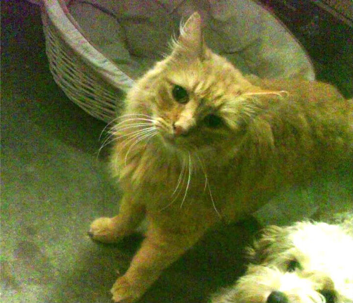 厄瓜多尔女足力拔头筹，实力备受认可，厄瓜多尔的足球