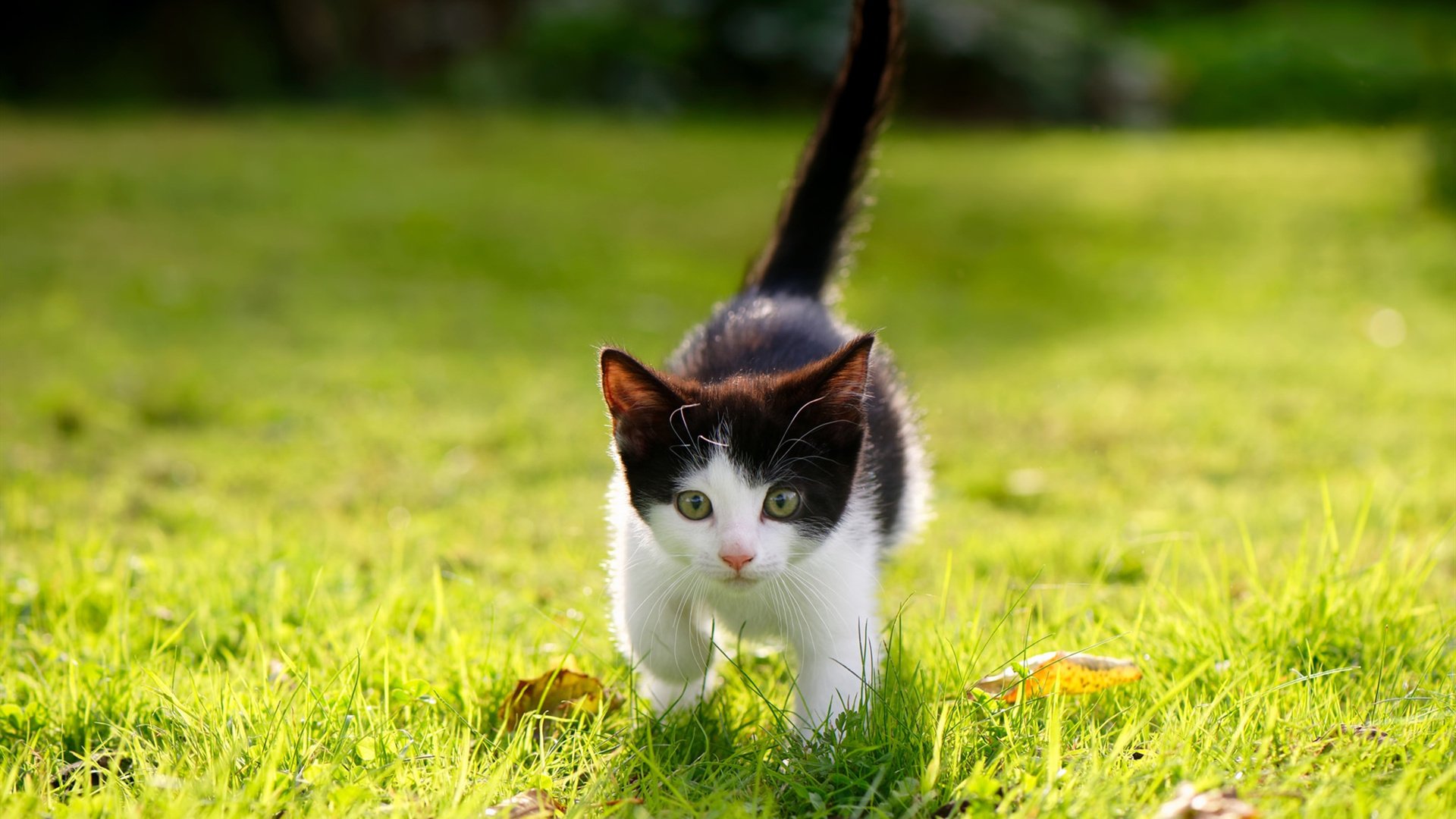 Kaiyun官方登录入口-塞尔维亚队脱颖而出！欧洲预选赛最新情报！，欧洲杯塞尔维亚阵容