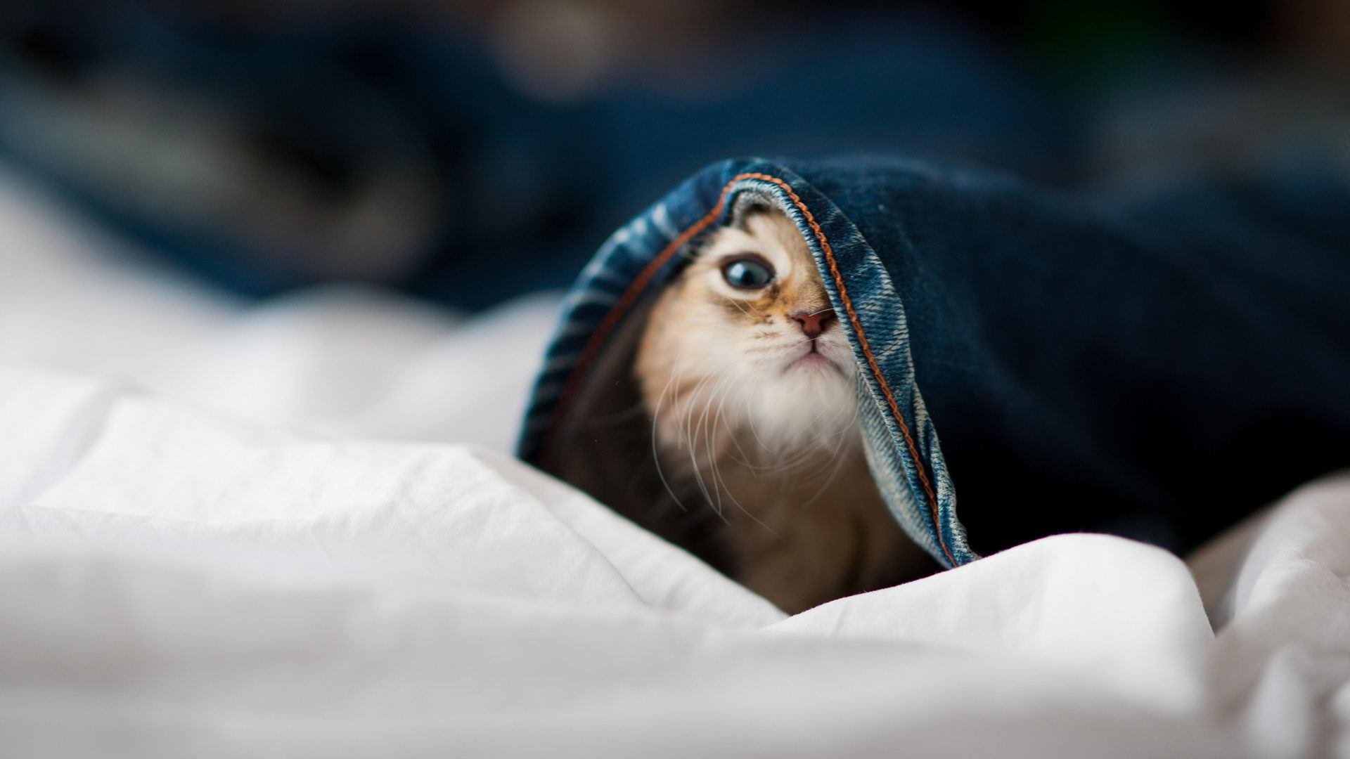 巴西马术协会建立马术运动伤害预防中心，保障运动员安全。，巴西骑马