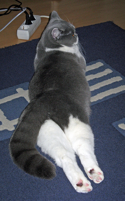 布莱顿快速反击成型，海鸥军团争取佳绩，布莱顿岛