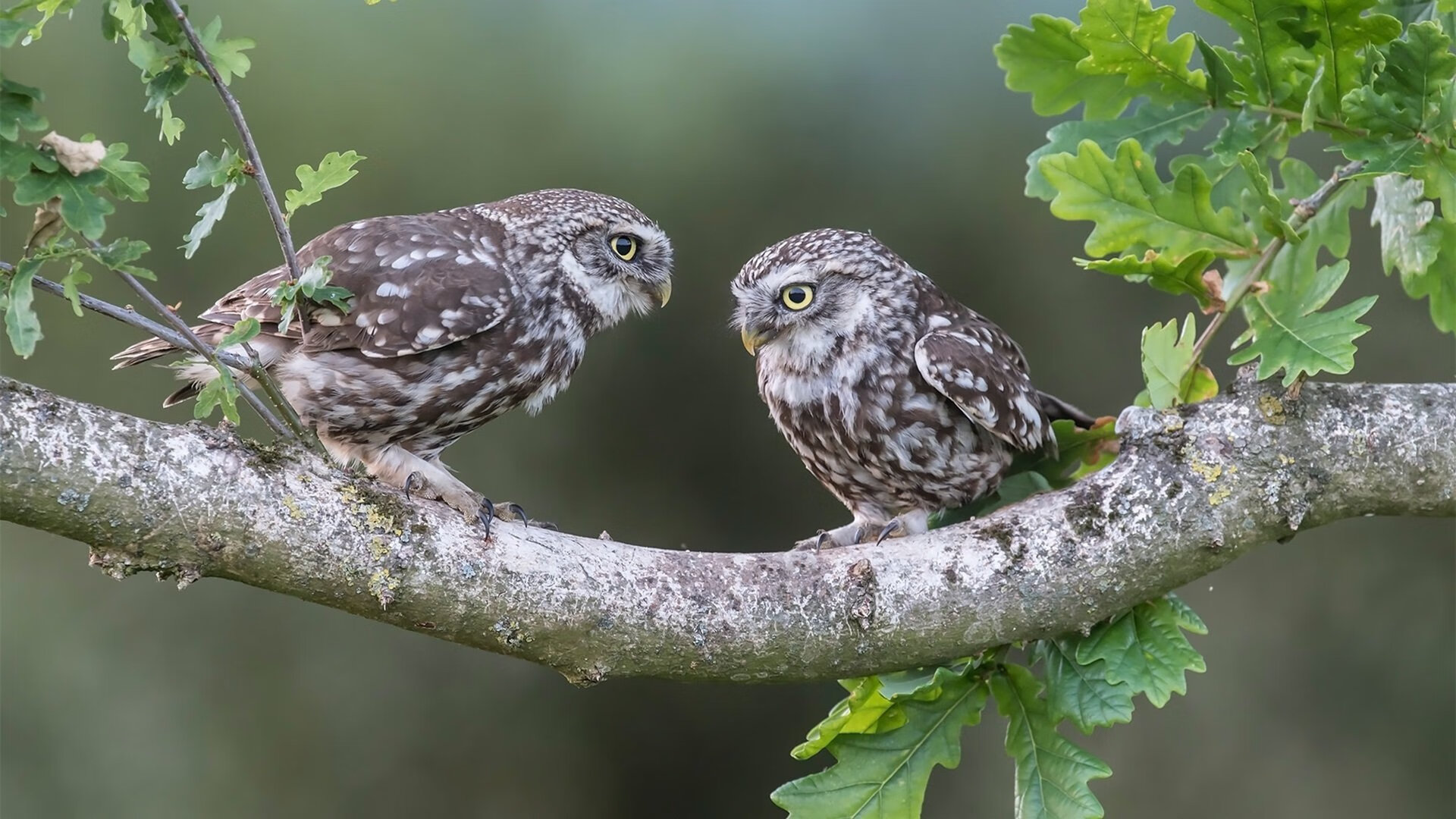 意大利杯决赛战胜利，球队士气高昂，意大利杯决赛打几场