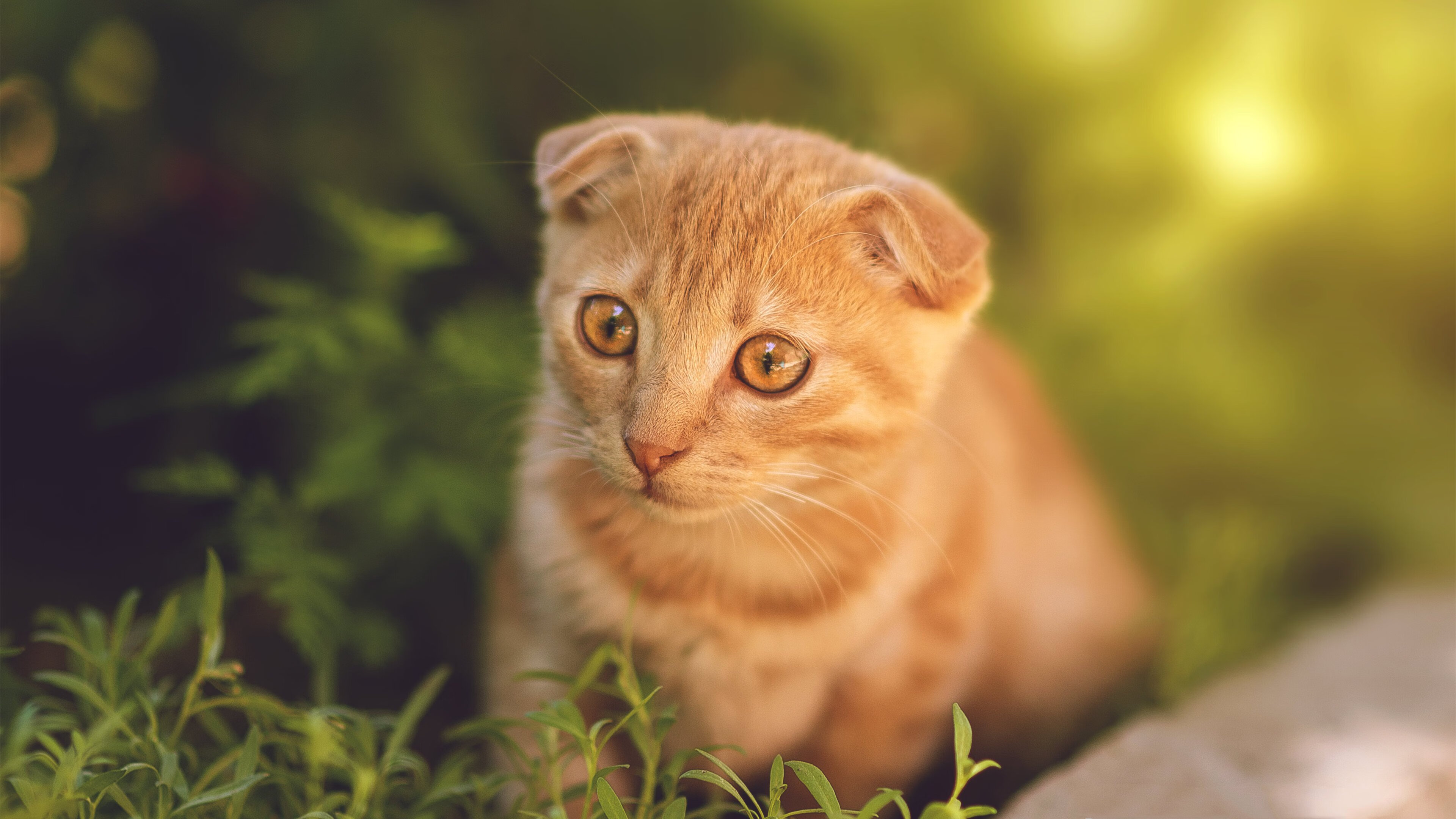 断霸区：利物浦豪取胜利进可击败拜仁慕尼黑，利物浦44场不败