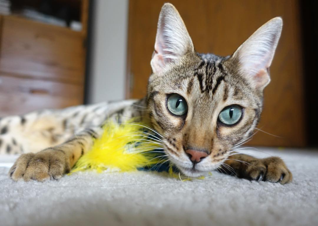 河南建业队在主场作战，期待赢得胜利，河南建业队员