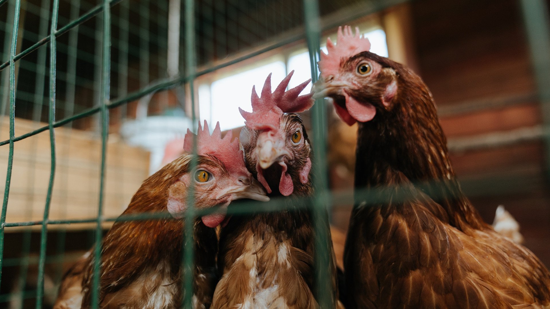 开云网站-湖人击败独行侠，抢七大战中詹姆斯三分雨不断，湖人vs独行侠詹姆斯数据
