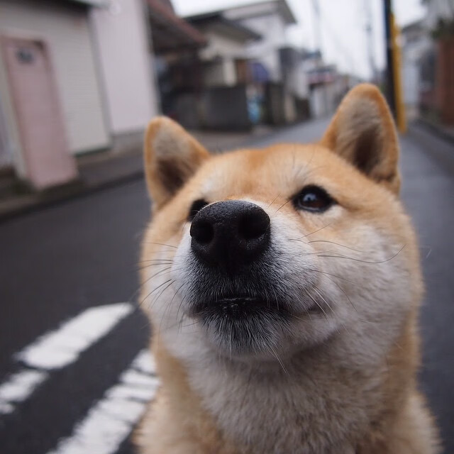 莱切斯特城中场索伦森精准助攻，助球队扩大领先，莱切斯特夺冠主力