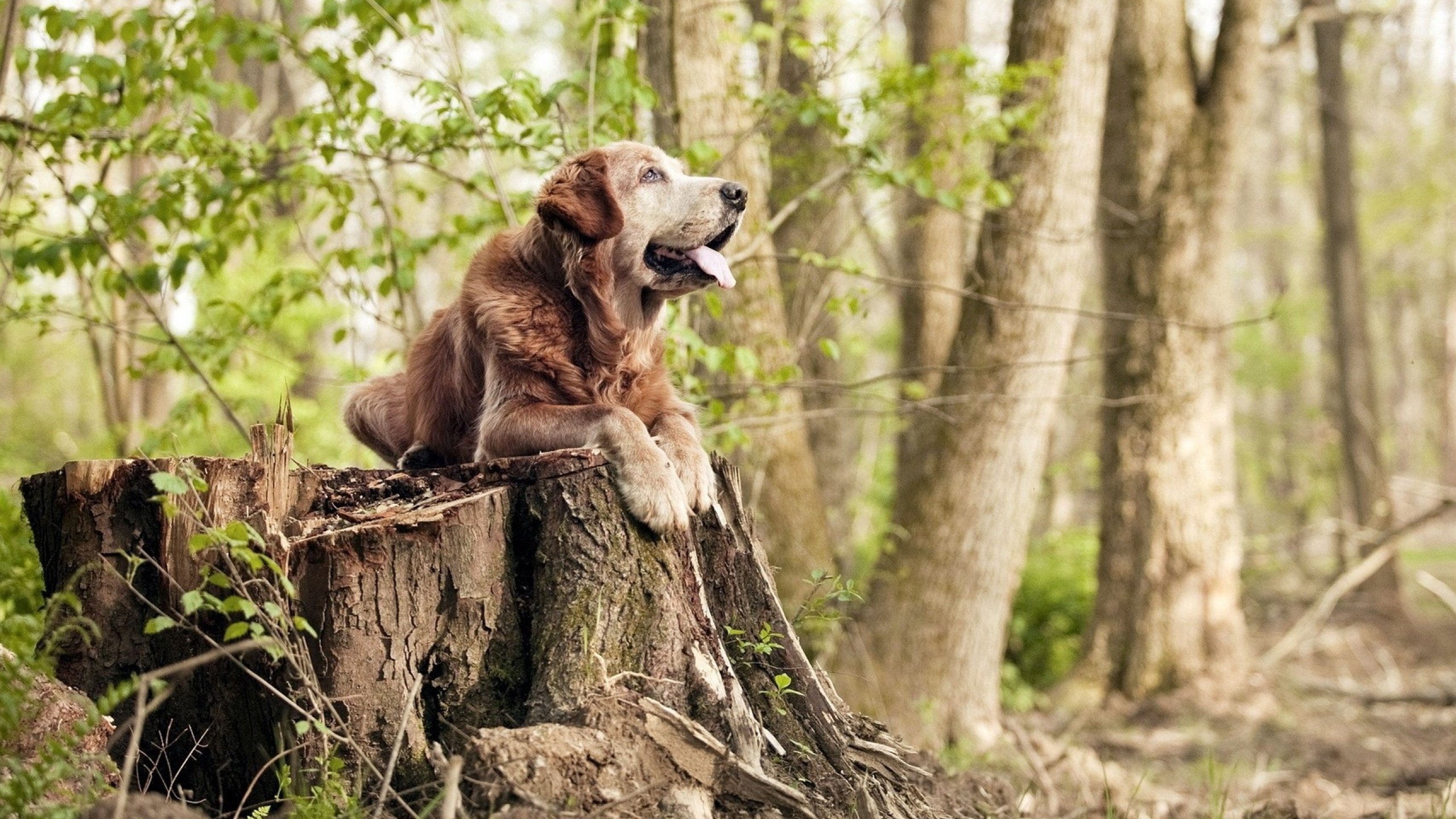 国际乒联混合团体世界杯：德国队如何克服赛制挑战，德国队乒乓球团体赛