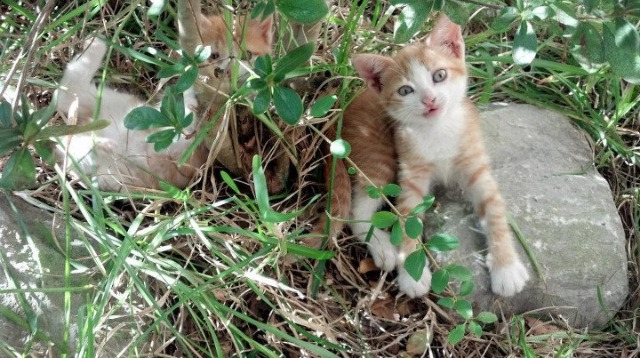 kaiyun.com-球员留洋计划受关注中国篮球走出去的第一步，中国球员留洋第一人