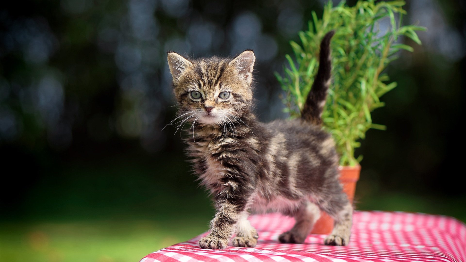 开云网页版-蝶泳转身效率显著提升，蝶泳转身的动作要领