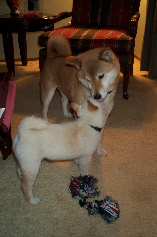 蝶泳转身效率显著提升，蝶泳转身的动作要领