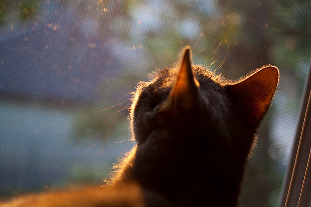 “马科斯·梅特罗的全能技巧，助力美洲狮队在世界赛场中崭露头角”